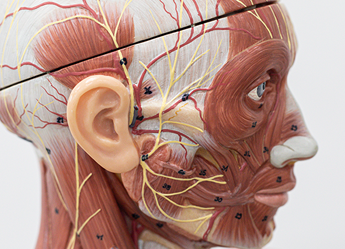 얼굴 해부학 이해도